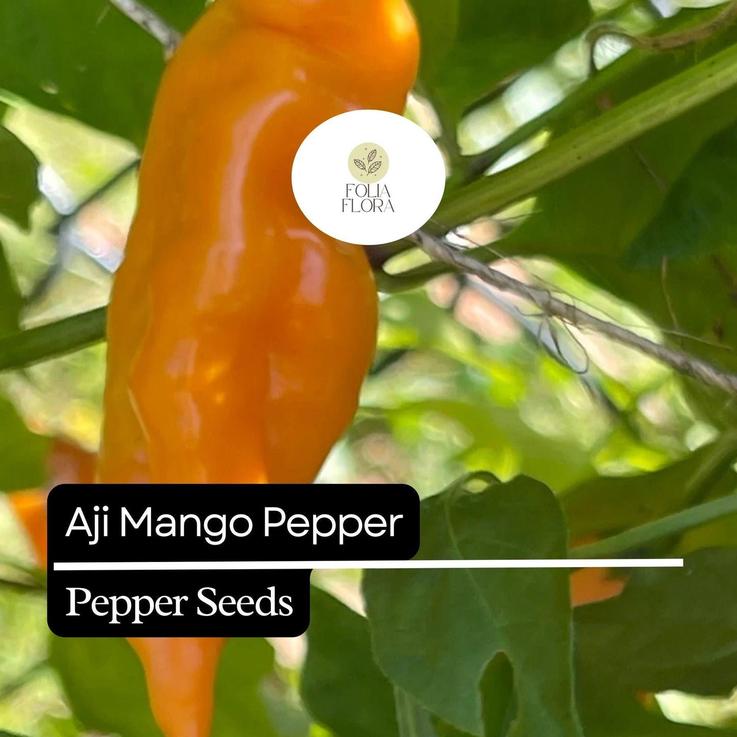 Aji Mango Pepper Seeds - 25+ Heirloom Non-GMO Capsicum baccatum - Sweet Fruity Orange-Yellow Mild Heat for Organic Gardening