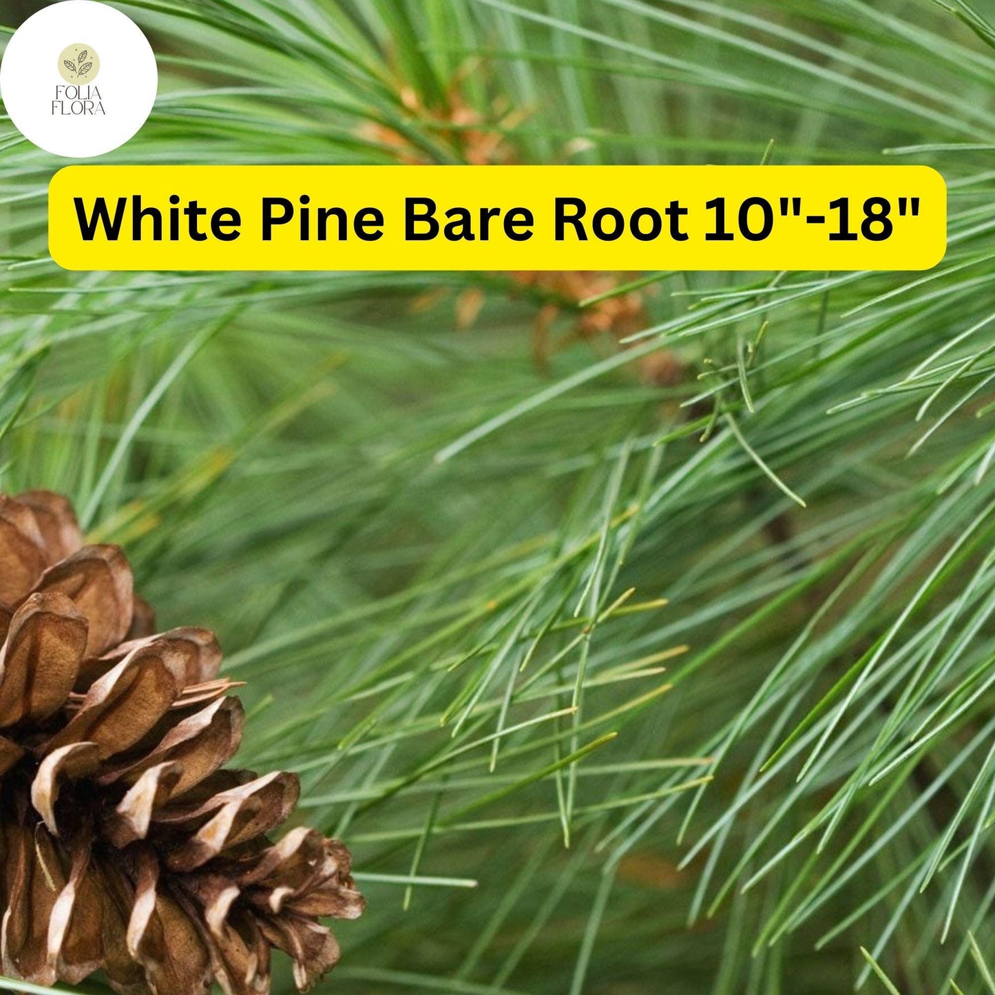 White Pine Tree Live Bare Root Plant 10-18" - Pinus strobus - Fast-Growing Evergreen with Soft Needles for Privacy & Landscaping