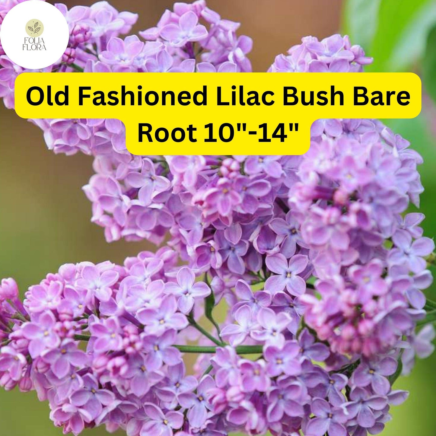 Old Fashioned Lilac Bush - 10"-14" Live Bare Root - Fragrant Purple Flowers - Syringa vulgaris - Hardy Shrub for Zones 3-7