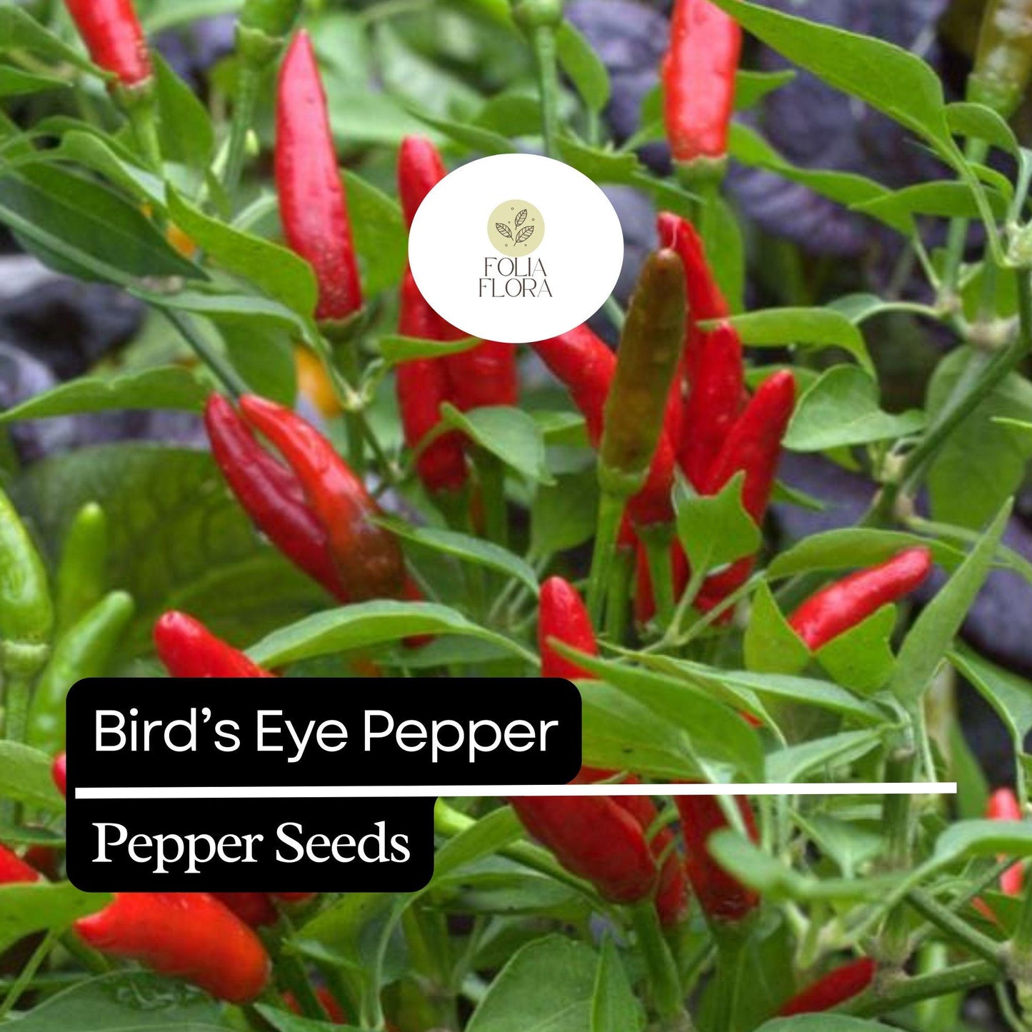 Bird's Eye Pepper Seeds - 20 Heirloom, Extra Spicy, Non-GMO, High Yield - Capsicum annuum/Capsicum frutescens