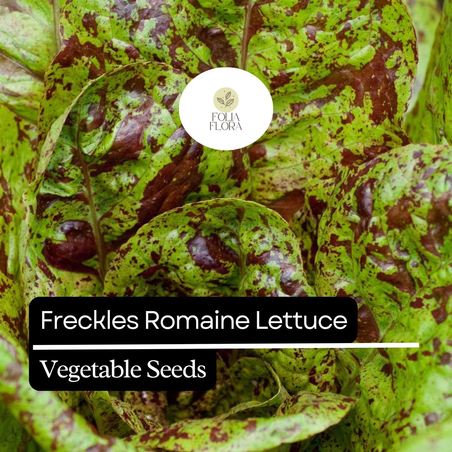 Freckles Romaine Lettuce Seeds - 1000 Non-GMO Heirloom Seeds, Speckled Red & Green Leaves, Lactuca sativa, Heat-Tolerant Variety