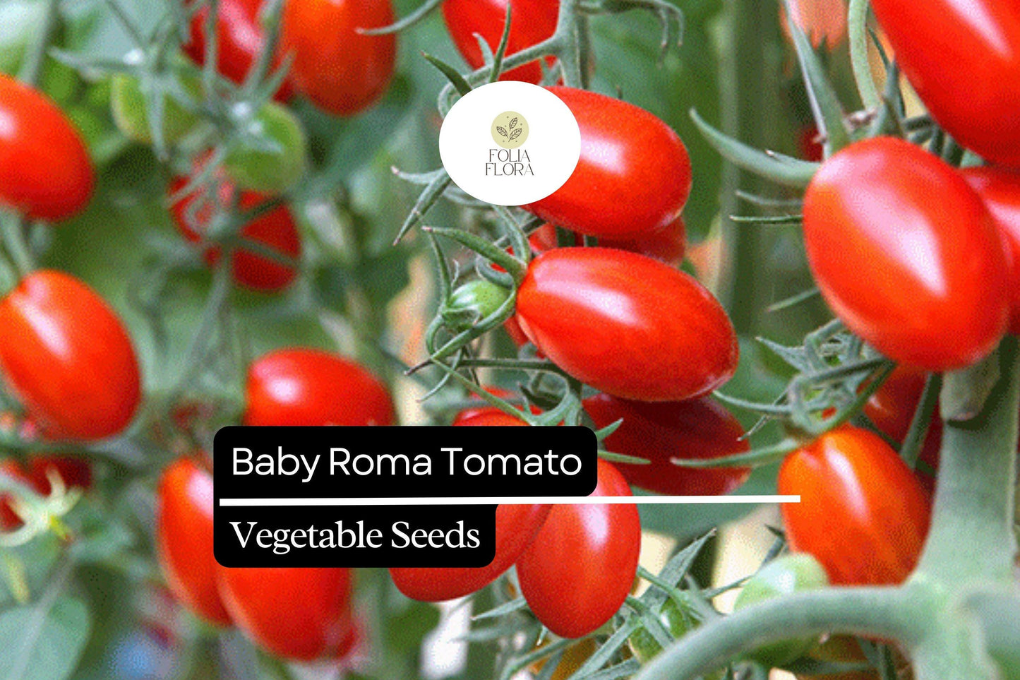 Baby Roma Tomato Seeds - 30 Heirloom Seeds, Sweet Mini Plum Tomatoes, Solanum lycopersicum, High-Yield, Juicy & Firm