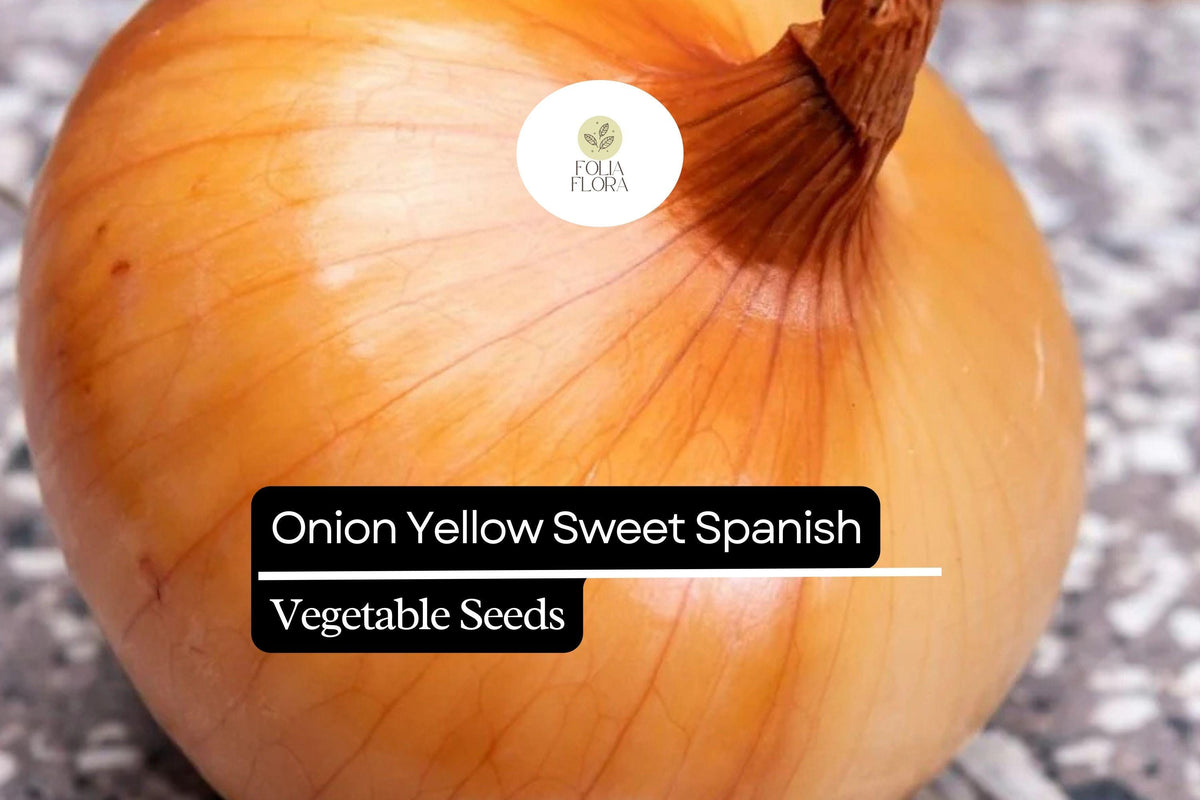 200 Yellow Spanish Sweet Onion Seeds - Heirloom Large Mild Flavor - Allium cepa - High-Yielding for Cooking