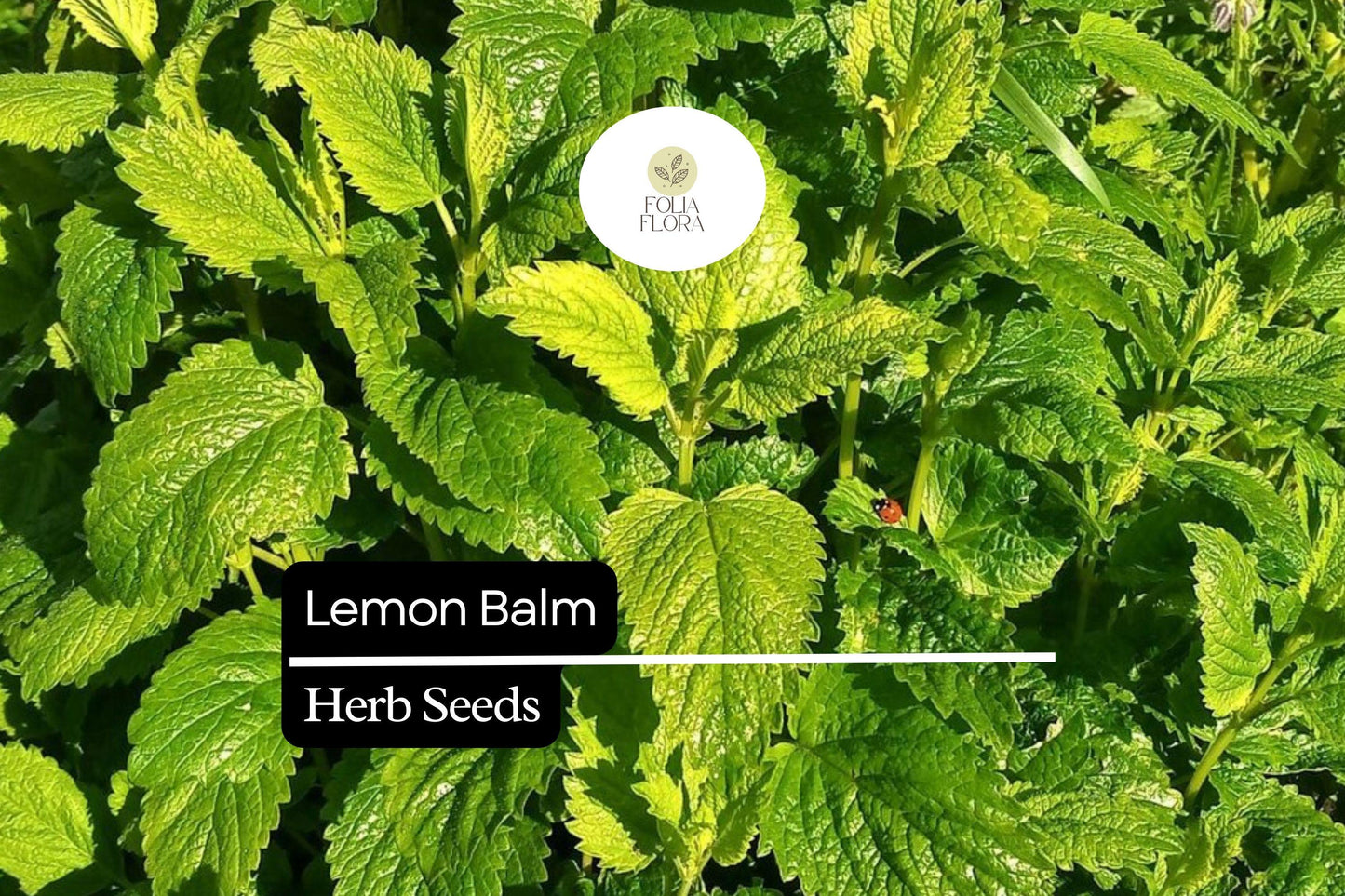 Lemon Balm Herb Seeds - 150 Heirloom Seeds - Melissa officinalis - Perennial, Fragrant Citrus Aroma for Tea & Culinary Use