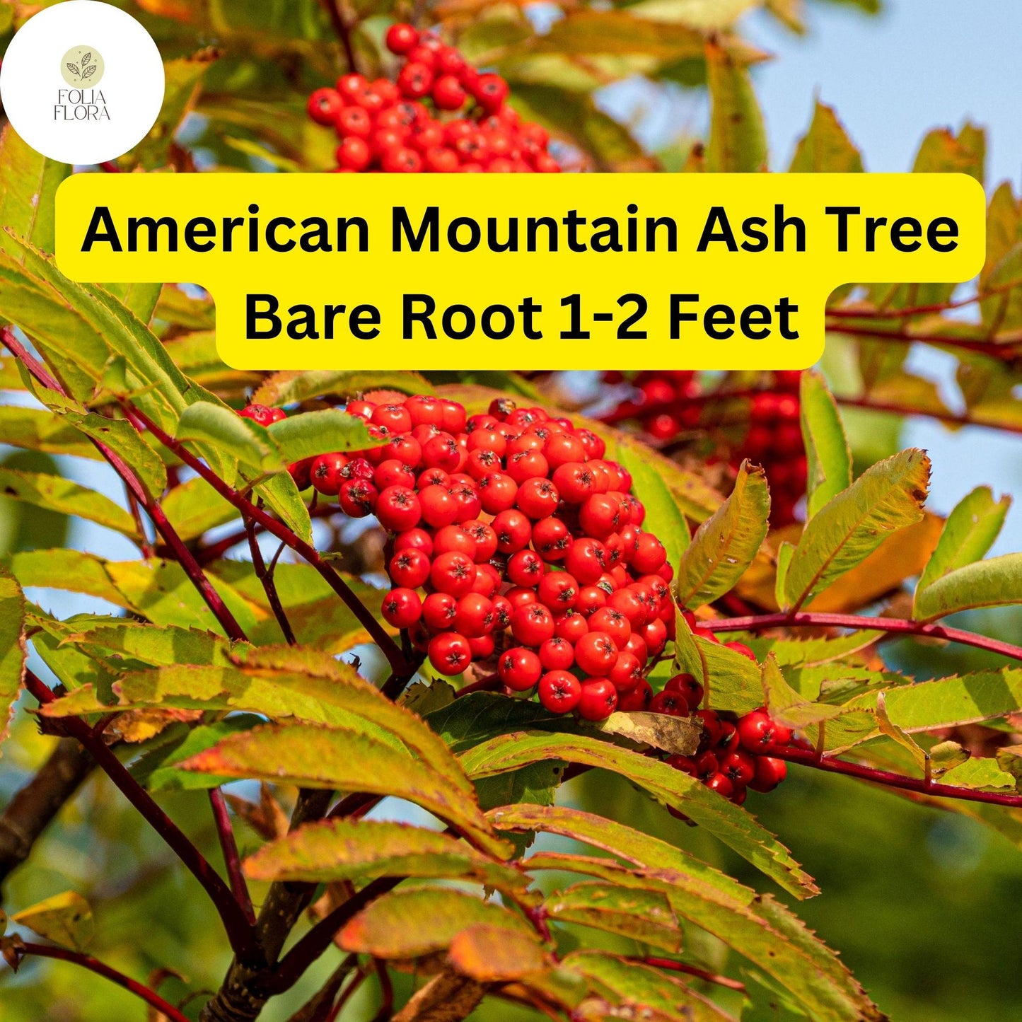 American Mountain Ash Trees 2-Pack - Live Bare Root 1-2 Feet - Sorbus americana - Ornamental, Wildlife-Friendly, White Flowers, Red Berries