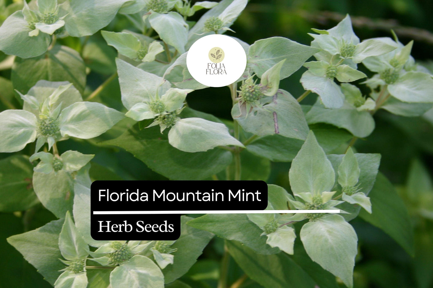 Florida Mountain Mint Seeds, 25 Pack - Fragrant Pollinator Herb (Pycnanthemum floridanum) for Tea and Culinary Use
