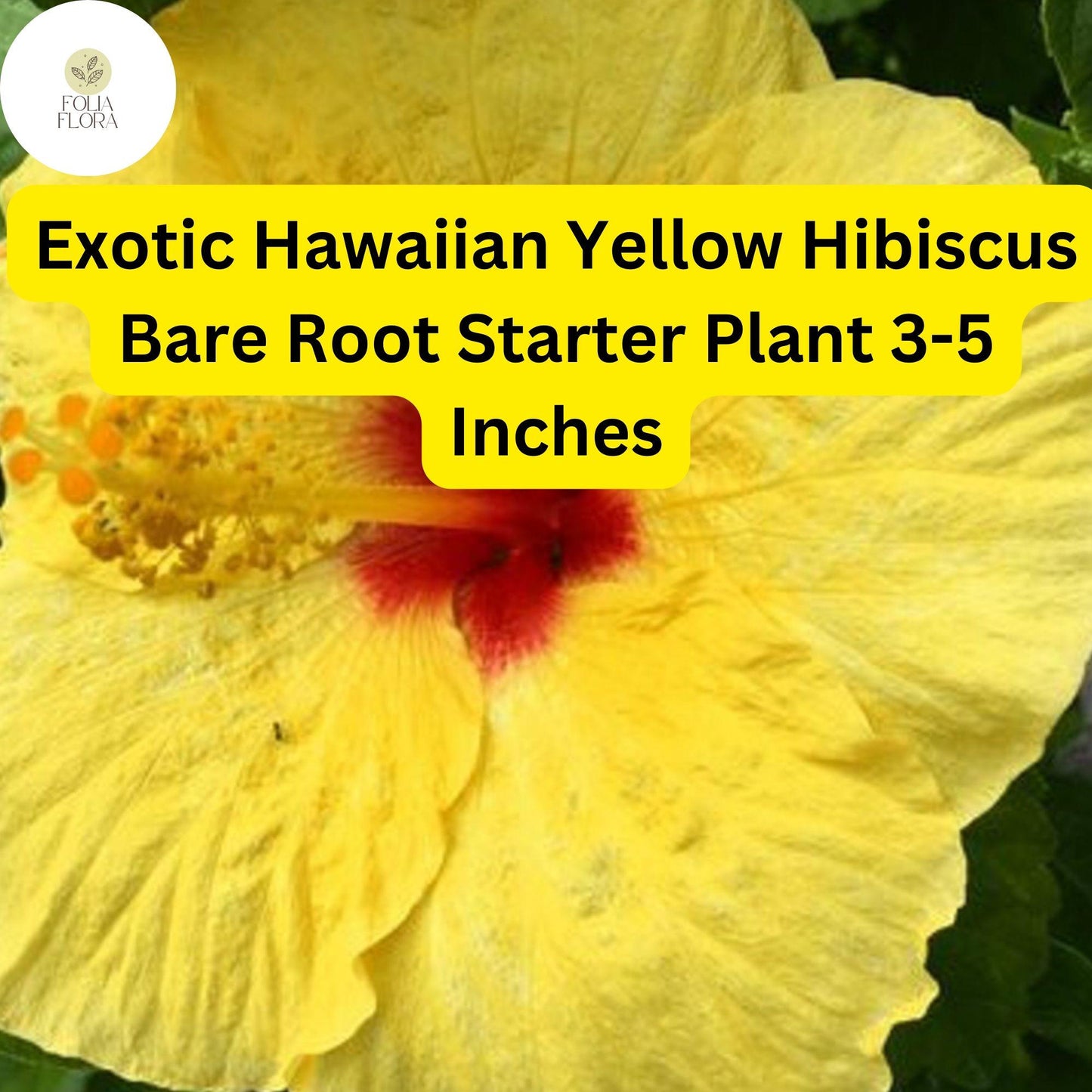 Exotic Yellow Hibiscus Plant Starter, 3-5 Inches, Hibiscus rosa-sinensis 'Hawaiian Yellow', Tropical Blooms, Butterfly Attractor