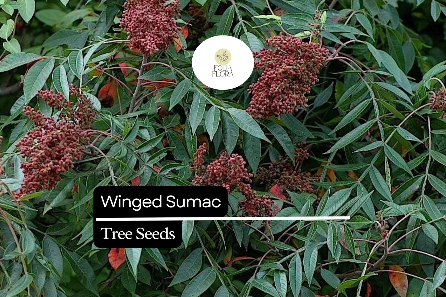Winged Sumac Seeds - 25 Seeds - Native Shrub - Rhus copallinum - Drought-Tolerant, Pollinator-Friendly, Vibrant Fall Foliage