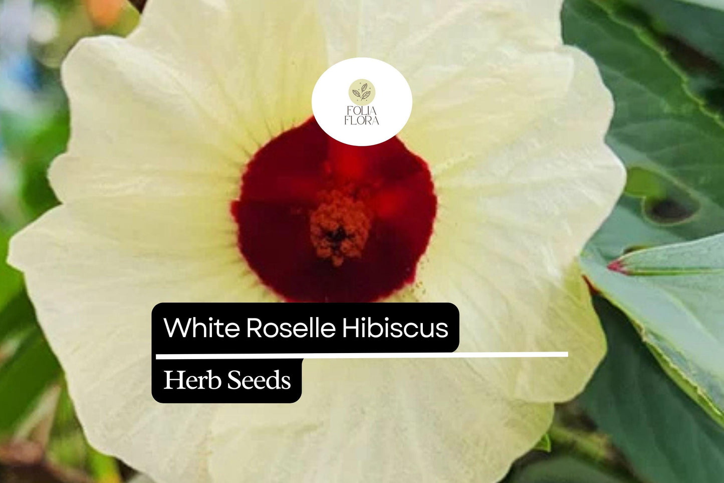 White Roselle Hibiscus Seeds (25 Seeds) | Edible Flowers & Calyces | Hibiscus sabdariffa | Versatile Ornamental & Culinary Plant