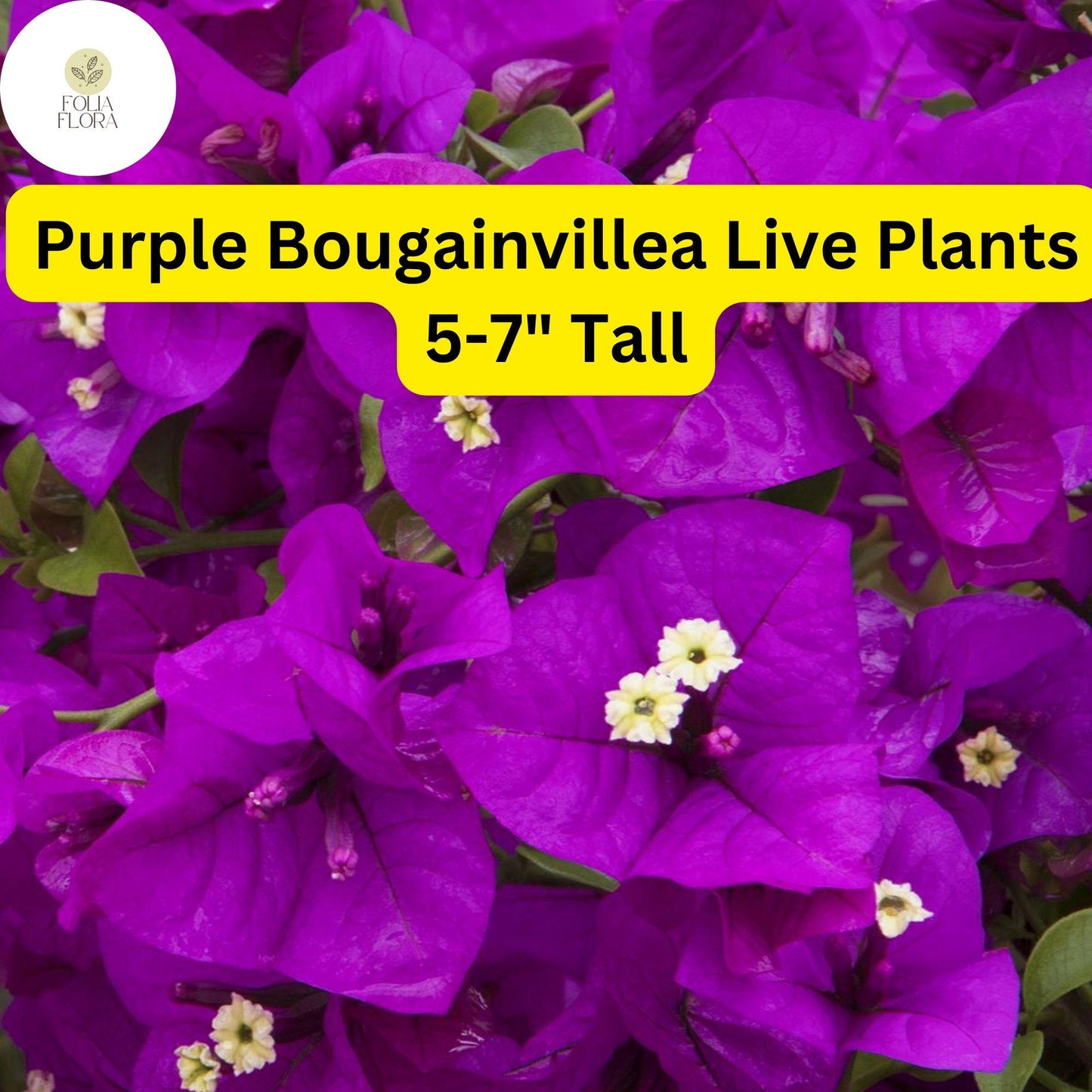Purple Bougainvillea Live Plant 5-7" Drought-Tolerant Vine Bougainvillea glabra - Vibrant Blooms for Patios & Gardens