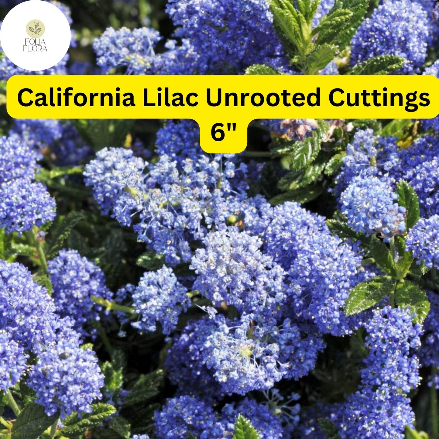 3 Unrooted 6" Ceanothus ‘California Lilac’ Cuttings | Fast-Growing Flowering Shrub | Blue Blooms | Drought-Tolerant Plant