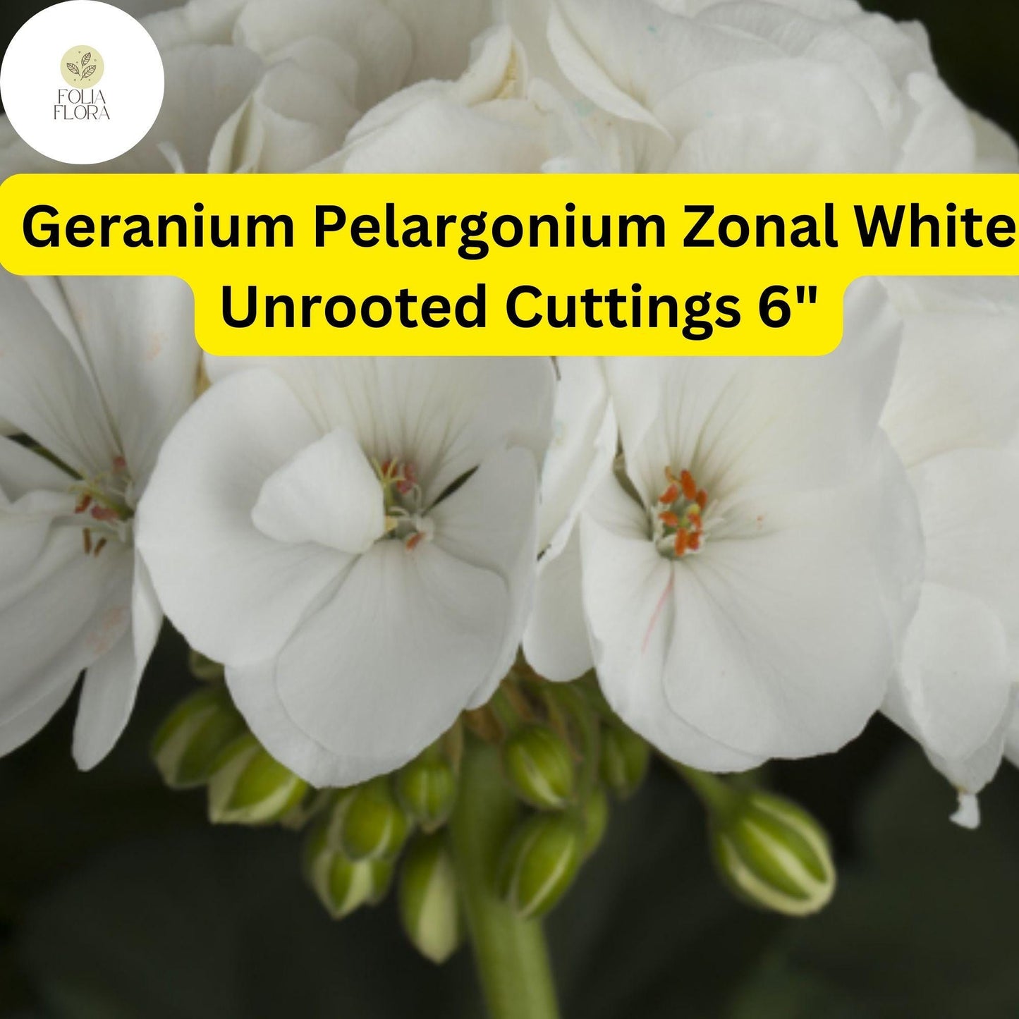 White Geranium Cuttings - 3 Unrooted Pelargonium Zonal 'White' - Drought-Tolerant, Pollinator-Friendly, Easy Care