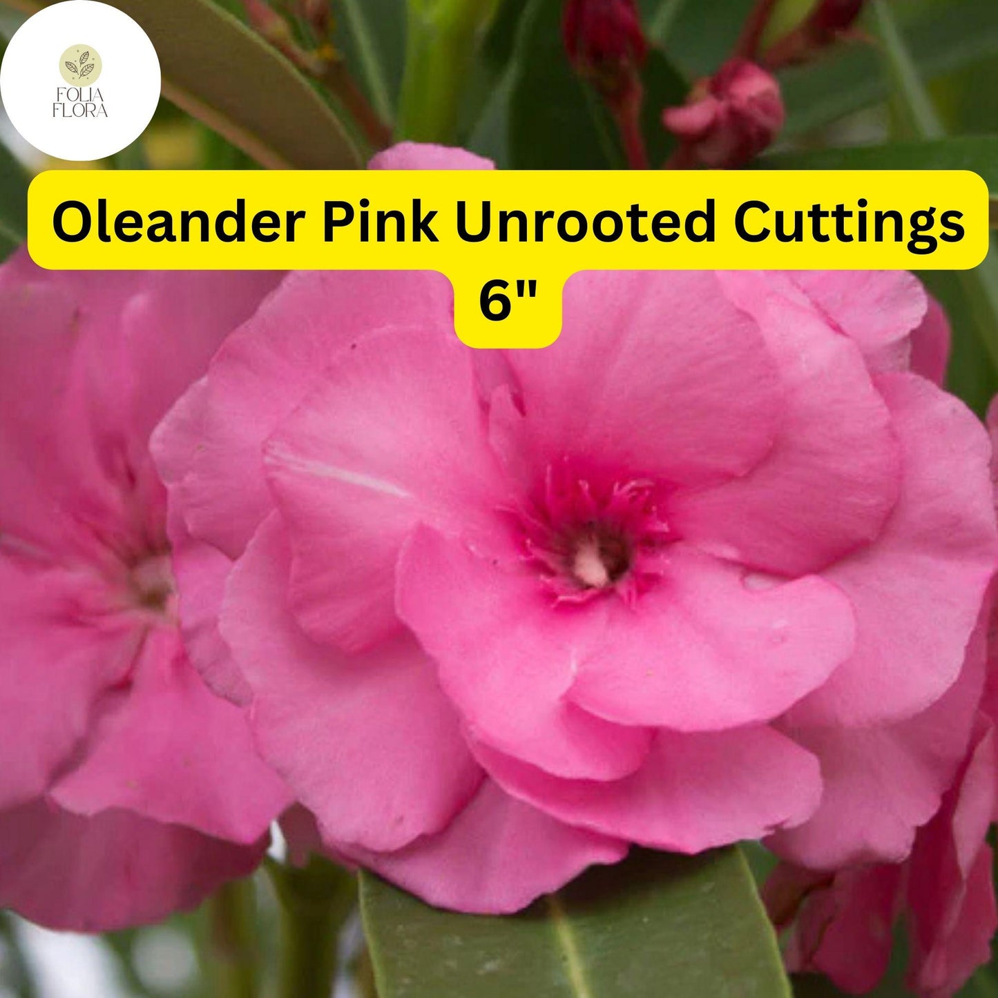 Pink Oleander Cuttings 6" | Drought-Tolerant Evergreen Shrub | Nerium Oleander | Vibrant Pink Blooms for Garden Landscaping