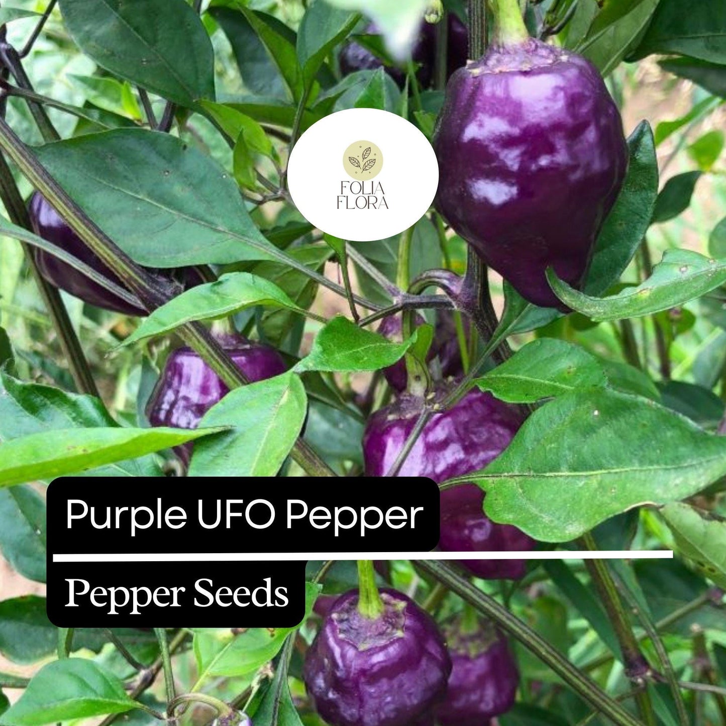 Purple UFO Pepper Seeds - 10 Heirloom Non-GMO Seeds, Capsicum annuum, Mildly Spicy & Sweet, Unique UFO Shape for Garden or Container