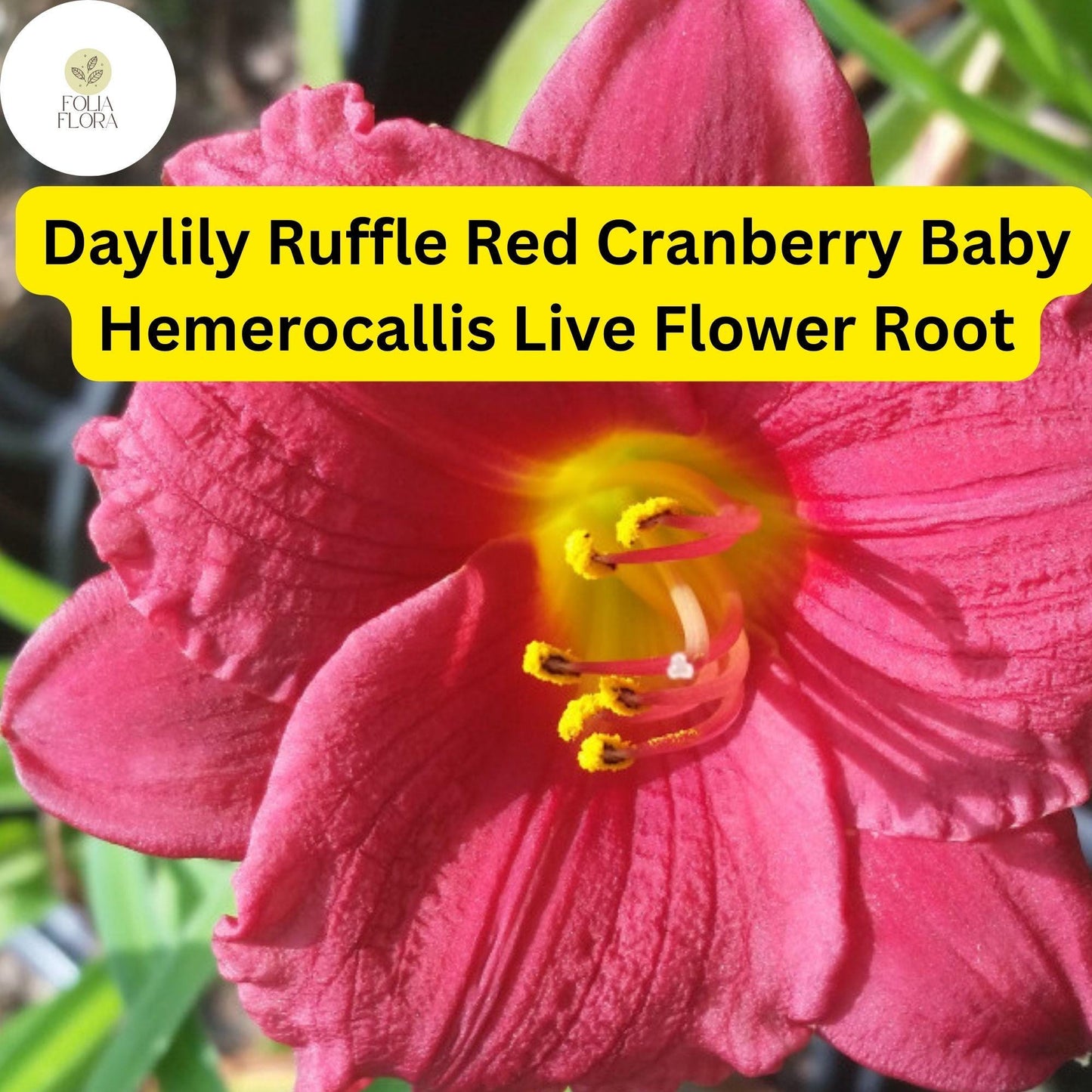 Live Rooted Daylily Plant | 1 Cranberry Baby | Hemerocallis ‘Cranberry Baby’ | Reblooming, Drought-Tolerant, Pollinator-Friendly