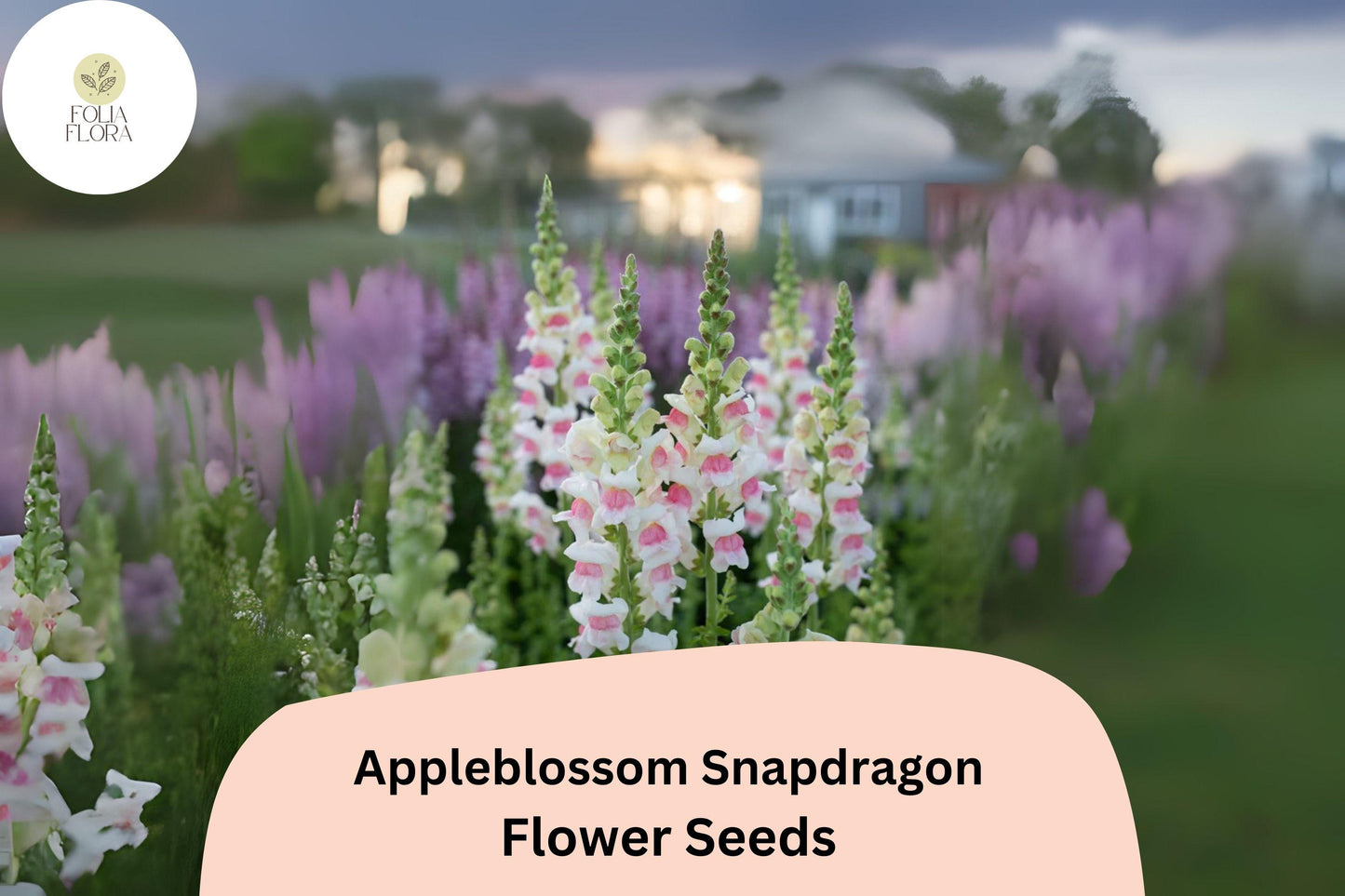 Appleblossom Snapdragon Seeds | 1000+ Seeds | Soft Pink & White Blooms | Antirrhinum majus | Pollinator-Friendly Garden Flowers