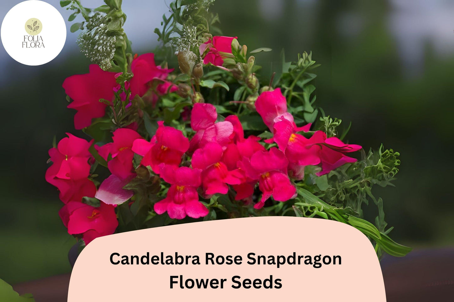 Candelabra Rose Snapdragon Seeds | 1000+ Rose-Pink Antirrhinum majus | Pollinator-Friendly for Gardens & Borders