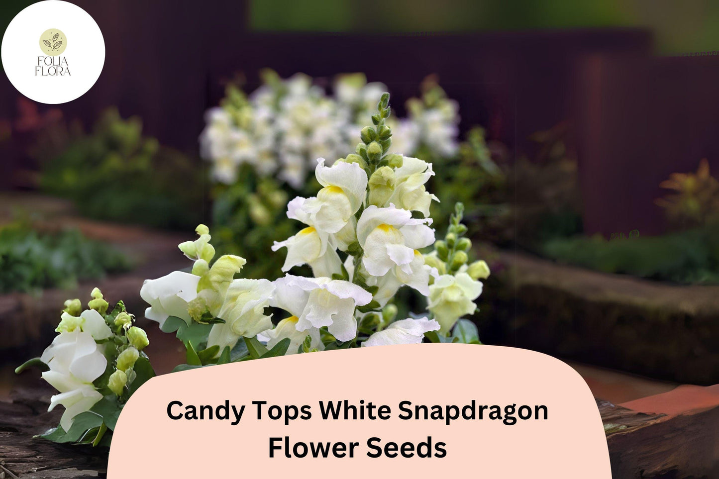 Candy Tops White Snapdragon Seeds - 1000+ Antirrhinum majus - Compact, Pollinator-Friendly, Early-Blooming, Pure White Flowers