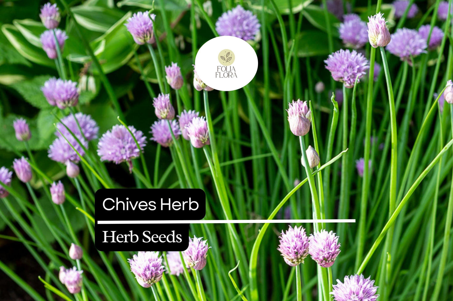 Heirloom Chive Seeds - 150 Perennial Seeds, Mild Onion Flavor, Allium schoenoprasum, Pollinator-Friendly, Easy to Grow