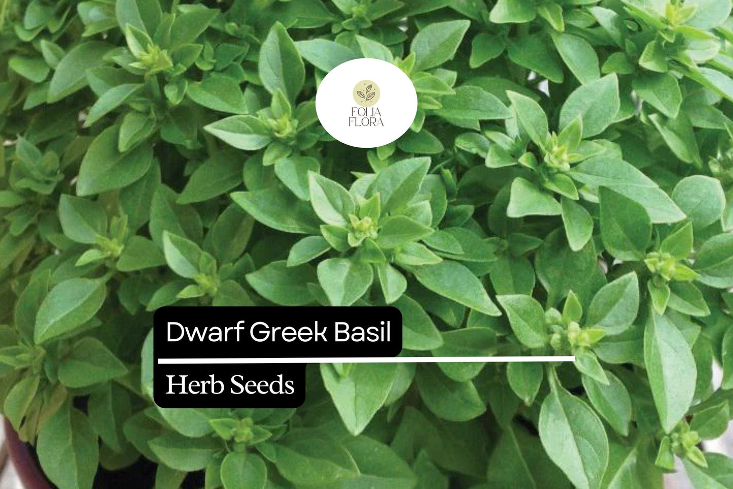 Dwarf Greek Basil Seeds - Heirloom Aromatic Herb - Ocimum Basilicum - Compact, High-Yielding for Indoor & Outdoor Gardens