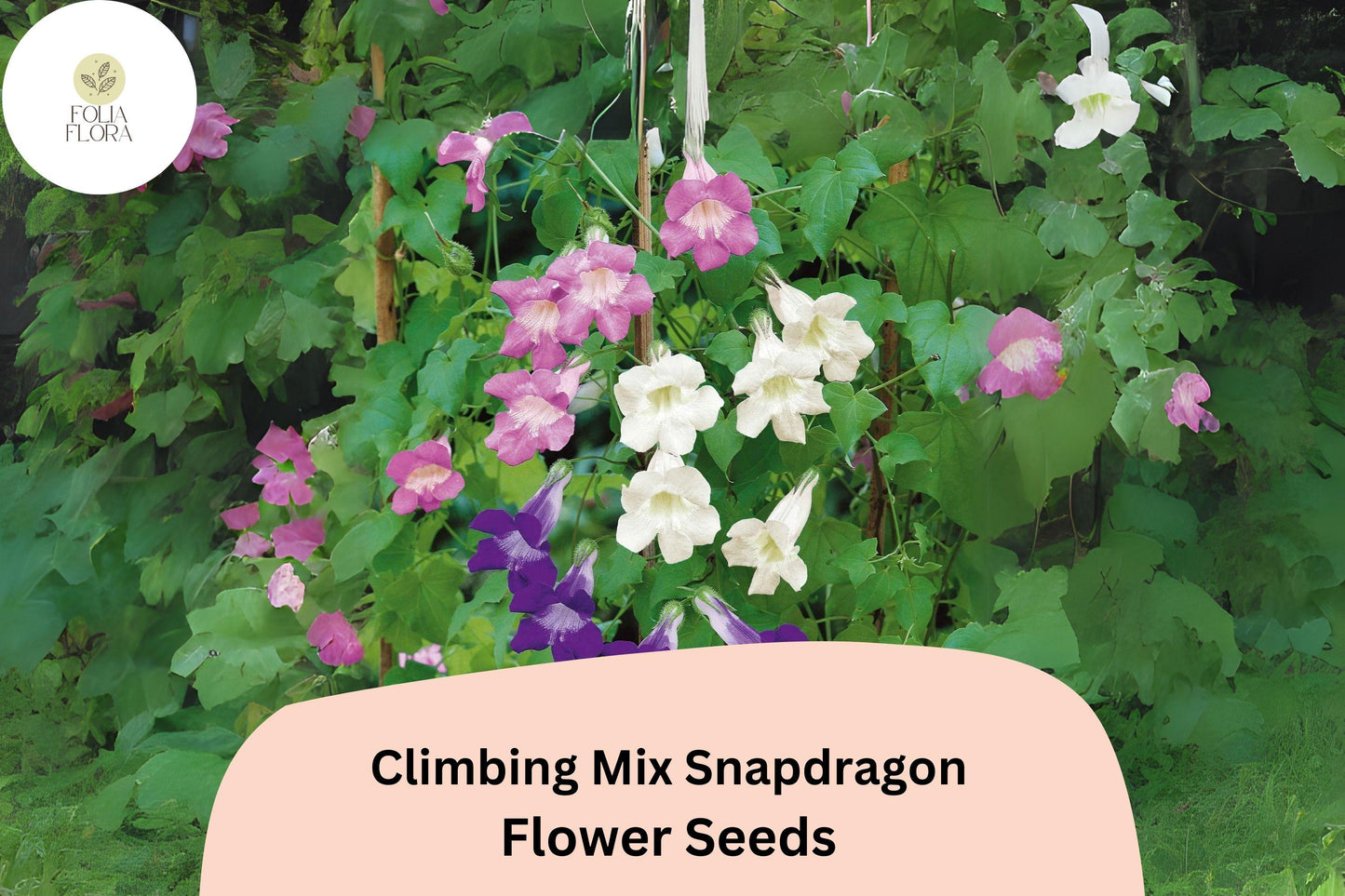 Climbing Snapdragon Seeds | 1000+ Mixed Color Antirrhinum majus | Vining, Pollinator-Friendly Annual for Vertical Gardens