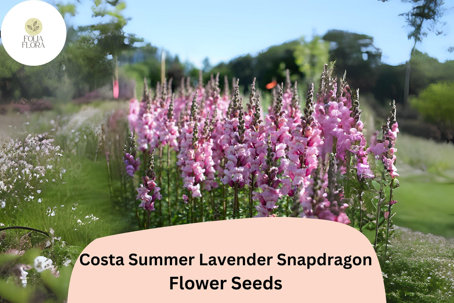 Snapdragon Seeds - 1000+ Costa Summer Lavender III - Antirrhinum majus - Pollinator-Friendly, Fragrant, Tall Blooms for Garden