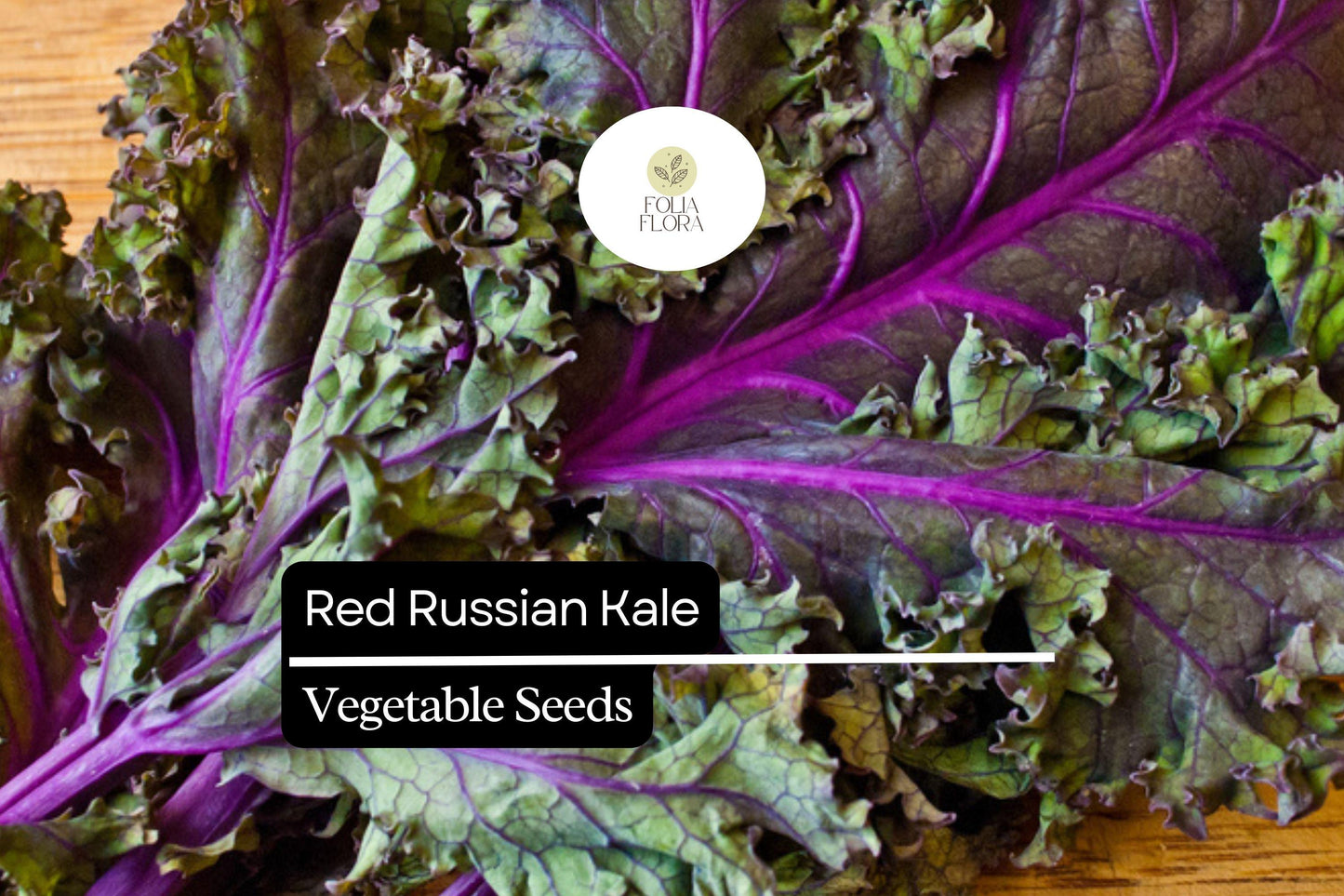 Red Russian Kale Seeds 500 Count - Heirloom Brassica napus, Cold-Hardy, Sweet & Tender, Fast-Growing, Nutrient-Rich Greens