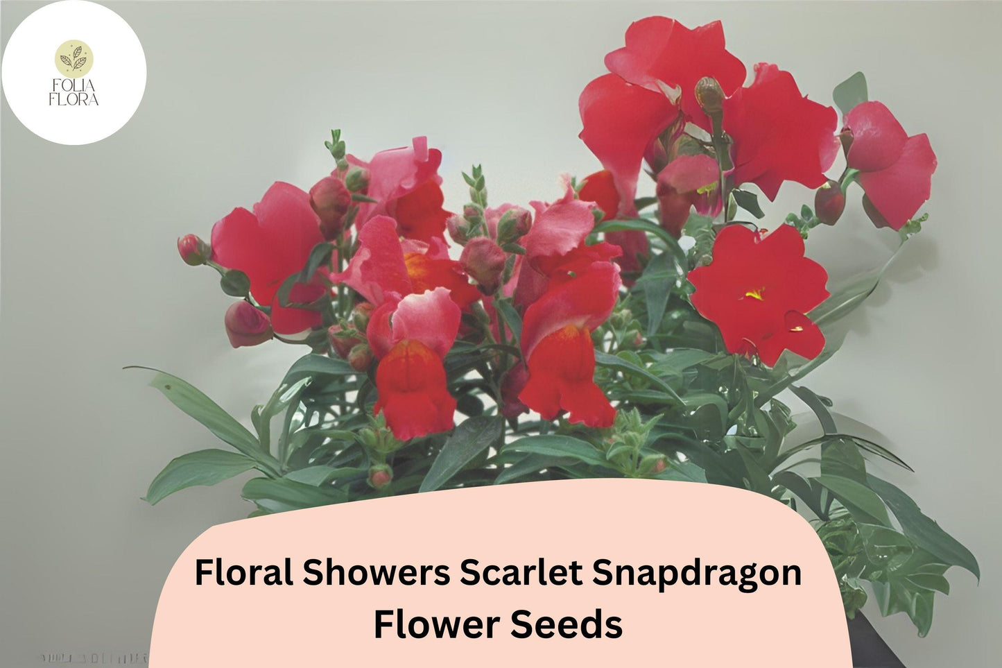 Scarlet Snapdragon Seeds - Dwarf Red Blooms, 1000+ Seeds, Antirrhinum majus, Compact Pollinator-Friendly Annual for Gardens & Containers
