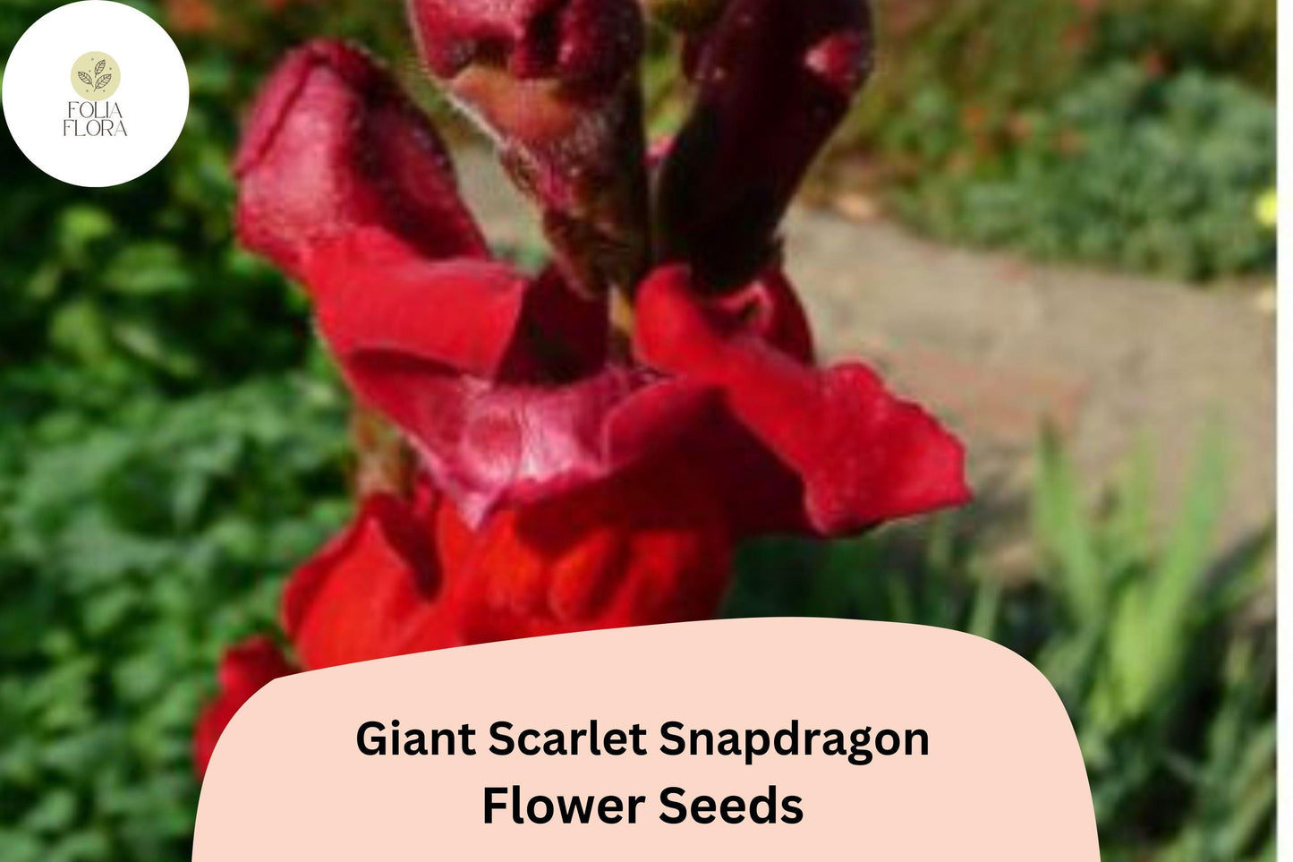 Giant Scarlet Snapdragon Seeds | 1000+ Non-GMO Seeds | Antirrhinum majus ‘Giant Scarlet’ | Tall Deep Red Blooms for Garden