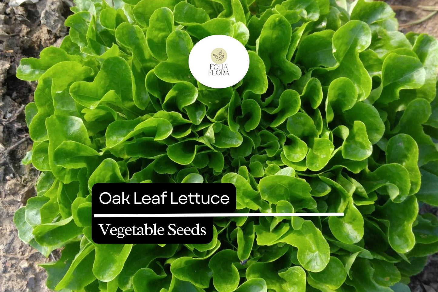 Oak Leaf Lettuce Seeds – 1000 Heirloom, Non-GMO, Heat-Tolerant (Lactuca sativa) for Continuous Harvest, Sweet Flavor