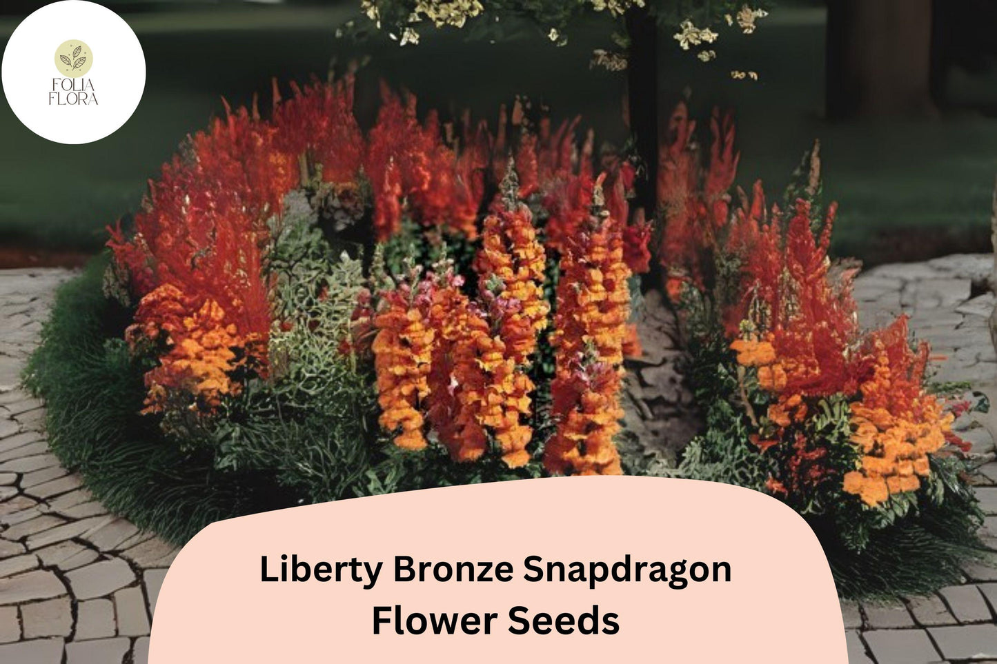 Snapdragon Seeds - 1000+ Liberty Bronze - Antirrhinum majus - Warm-Toned Blooms for Garden & Cut Flowers - Pollinator-Friendly