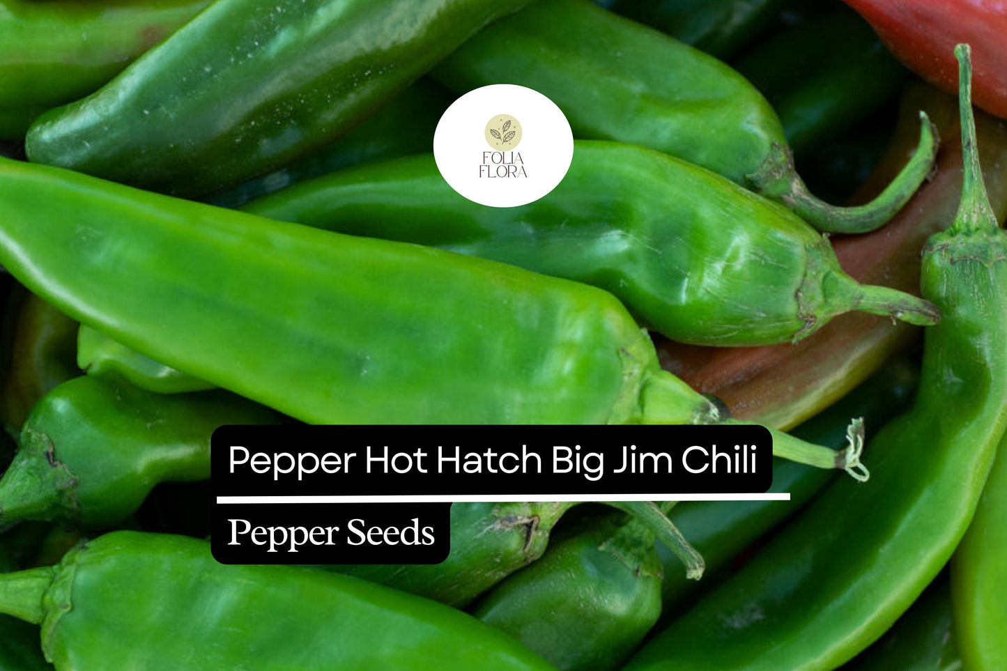 Hatch Big Jim Pepper Seeds – Heirloom Mild Chili, Non-GMO, Capsicum annuum, Large Fruits for Roasting & Stuffing