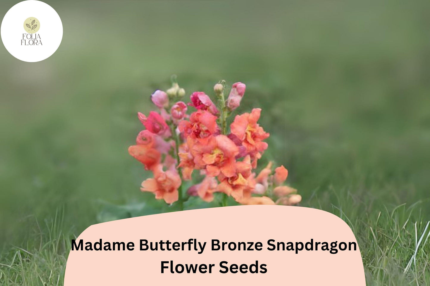 Snapdragon Seeds - 1000+ Madame Butterfly Bronze - Antirrhinum majus - Double-Petal Blooms for Garden & Cut Flowers