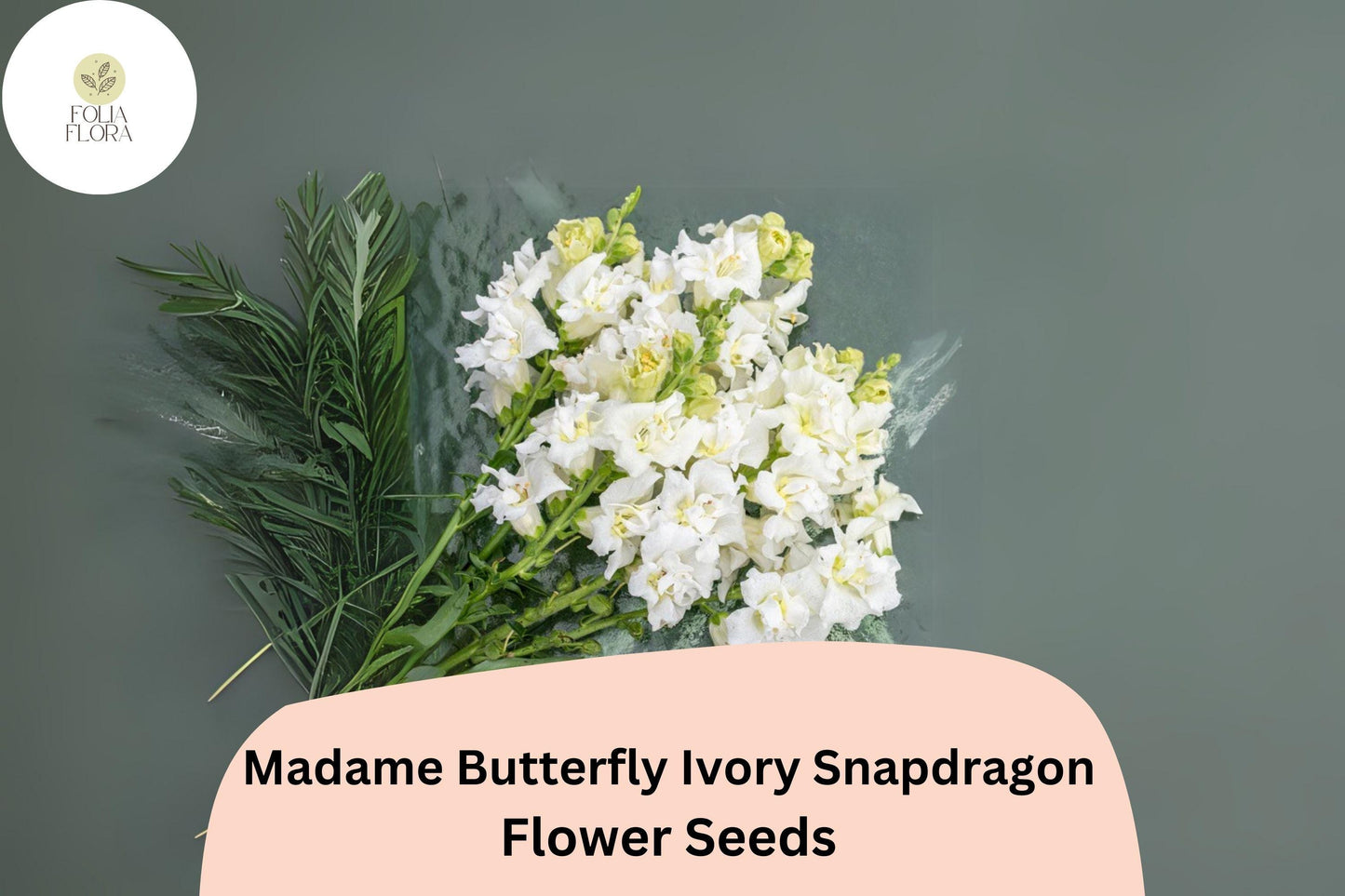 Snapdragon Seeds - 1000+ Madame Butterfly Ivory - Antirrhinum majus - Ruffled Blooms for Garden & Cut Flowers