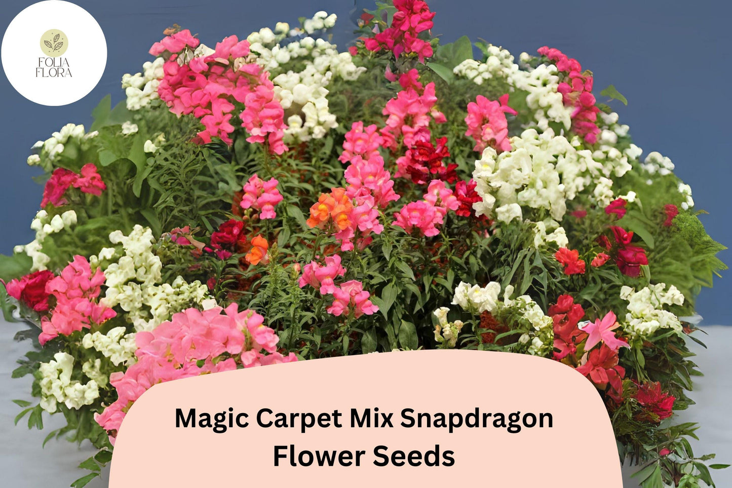 Snapdragon Seeds - 1000+ Magic Carpet Mix - Antirrhinum majus - Vibrant Double-Petaled Blooms for Garden & Cut Flowers