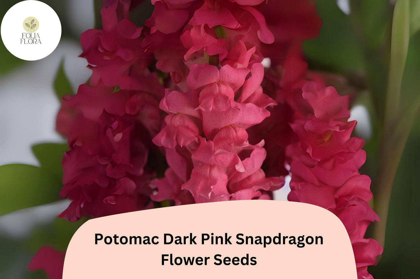 Snapdragon Seeds - 1000+ Potomac Dark Pink - Antirrhinum majus - Ruffled Double-Petaled Blooms for Cut Flowers & Pollinators
