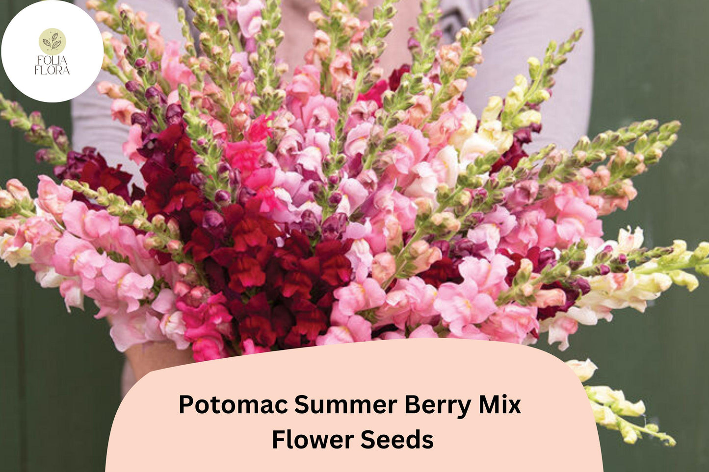 Snapdragon Seeds - 1000+ Summer Berry Mix - Antirrhinum majus - Double-Petaled, Pollinator-Friendly, Colorful Blooms