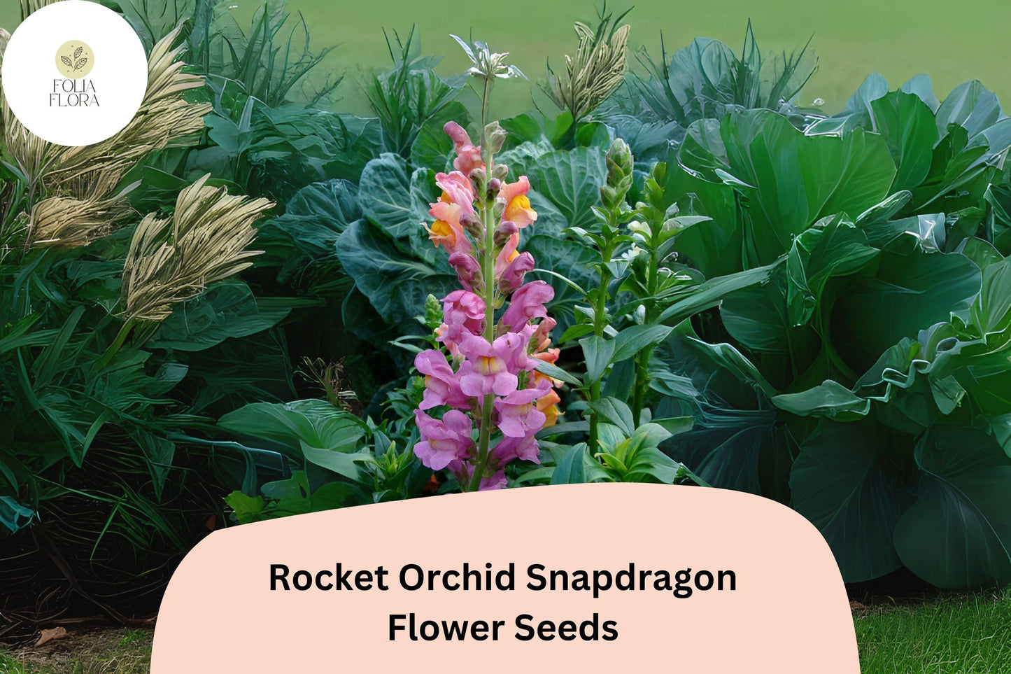 Snapdragon Seeds 1000+ Rocket Orchid Purple Antirrhinum majus for Garden & Cut Flowers, Pollinator-Friendly, Double-Petaled Blooms