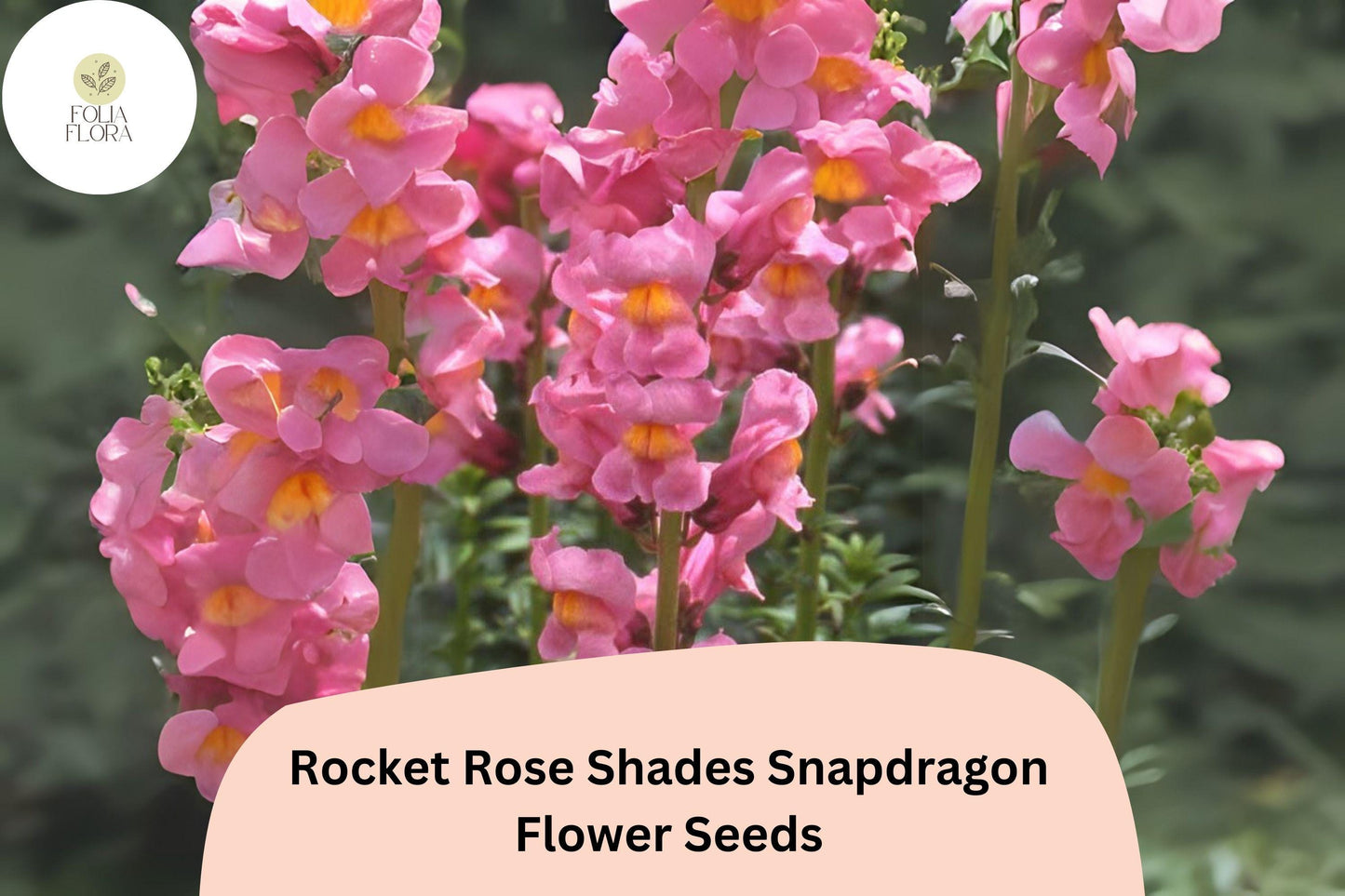 Snapdragon Seeds 1000+ Rocket Rose Shades Pink Antirrhinum majus Double-Petaled Ruffled Blooms Pollinator-Friendly Garden Flowers