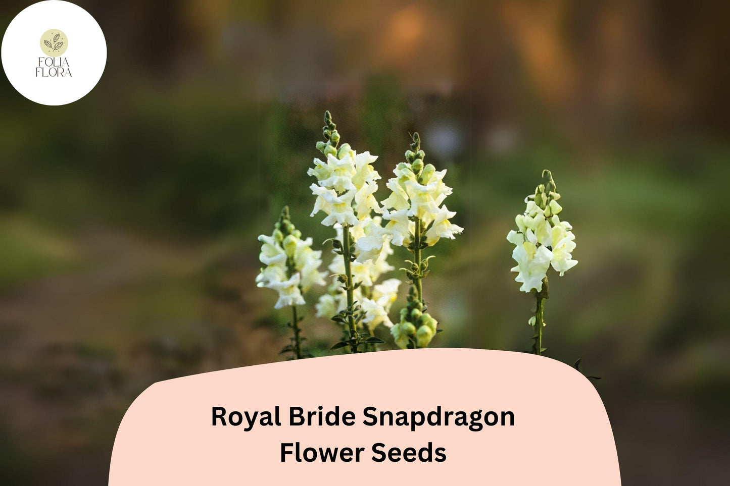 Snapdragon Seeds 1000+ Royal Bride Pure White Antirrhinum majus Fragrant Double-Petaled Blooms for Garden & Bouquets