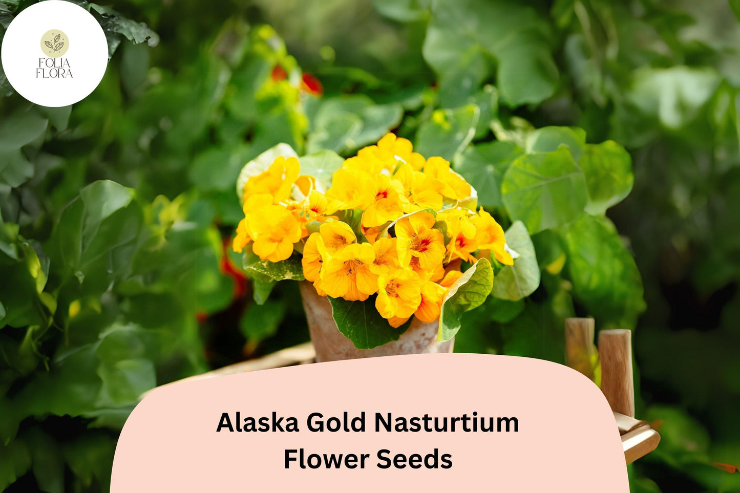 Nasturtium Seeds - 50+ Alaska Gold, Edible Yellow Flowers, Variegated Foliage - Tropaeolum majus - Pollinator-Friendly Garden Plant