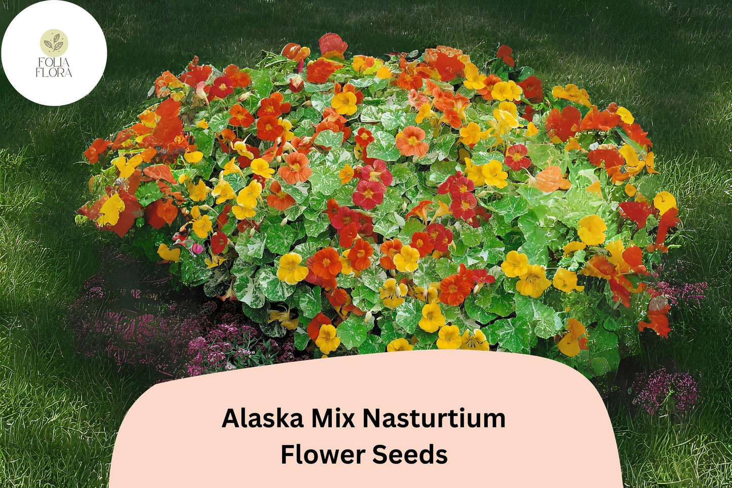 Nasturtium Seeds - 50+ Alaska Mix - Edible Flowers, Variegated Foliage - Tropaeolum majus - Vibrant Yellow, Orange, Red Blooms