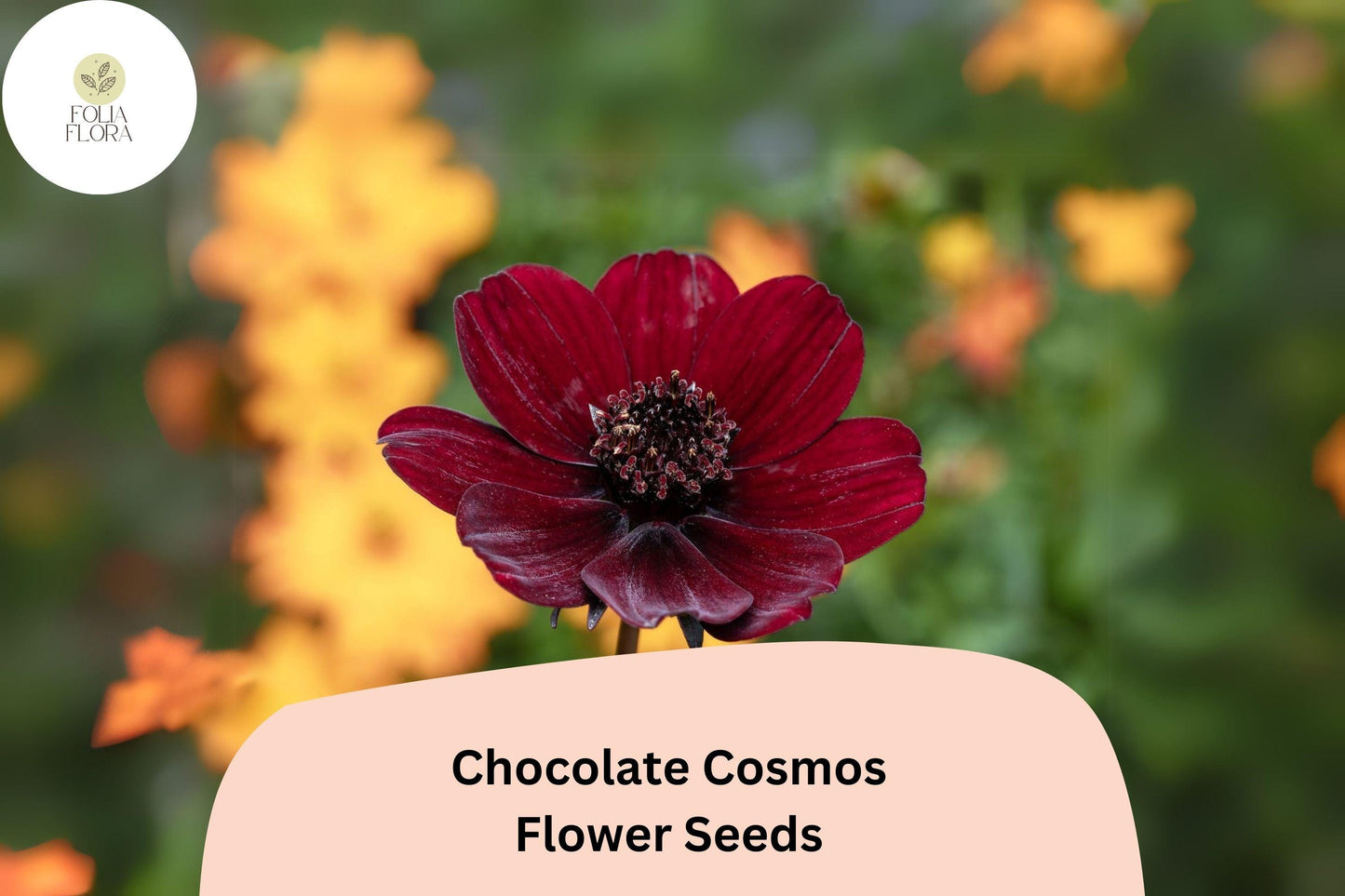Chocolate Cosmos Seeds - 200+ Dark Burgundy Blooms - Cosmos atrosanguineus - Fragrant, Pollinator-Friendly, Drought-Tolerant