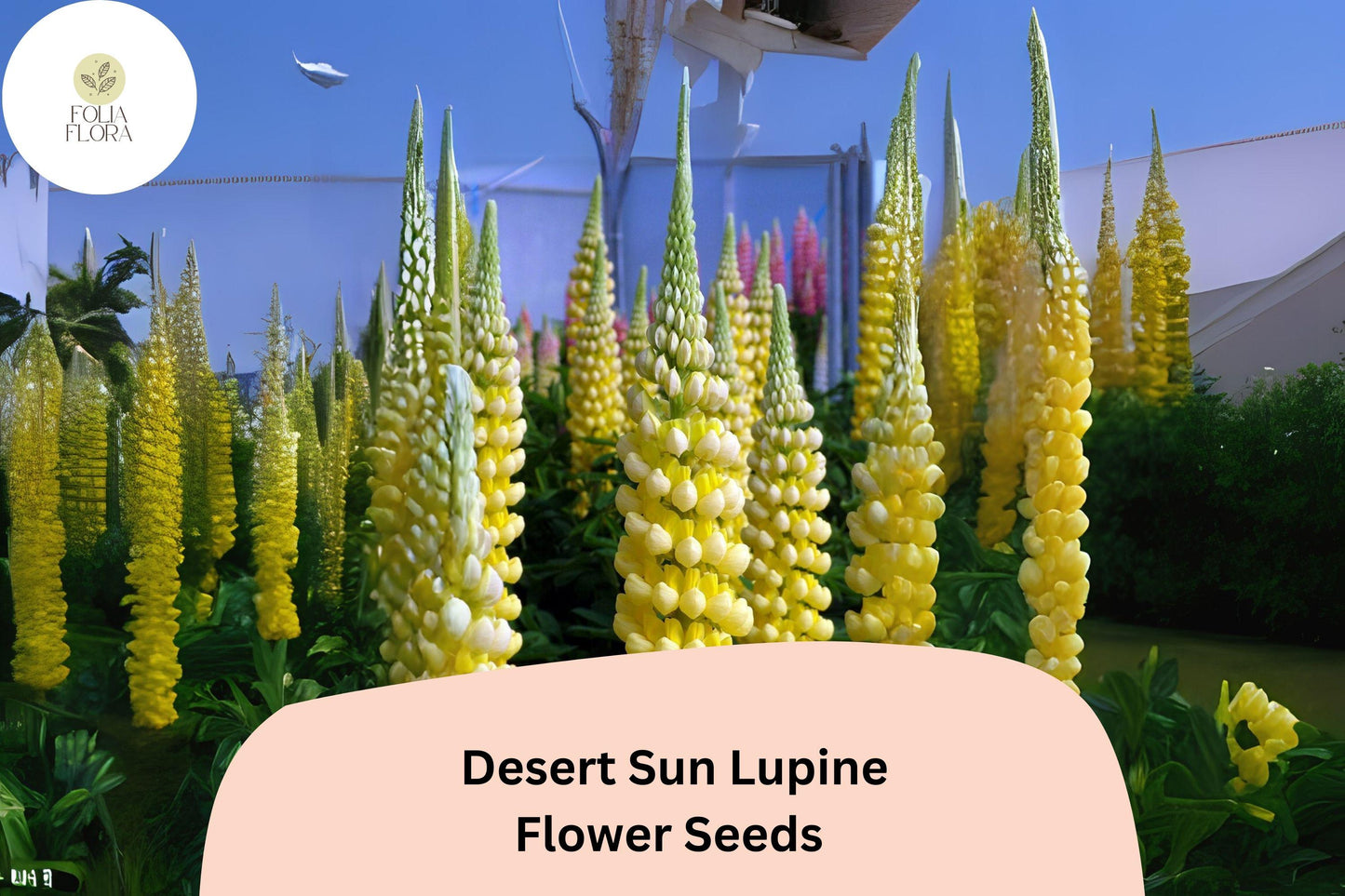 Lupine Seeds - 25+ Bright Yellow & Orange Blooms - Lupinus ‘Desert Sun’ - Drought-Tolerant, Pollinator-Friendly Garden Plant