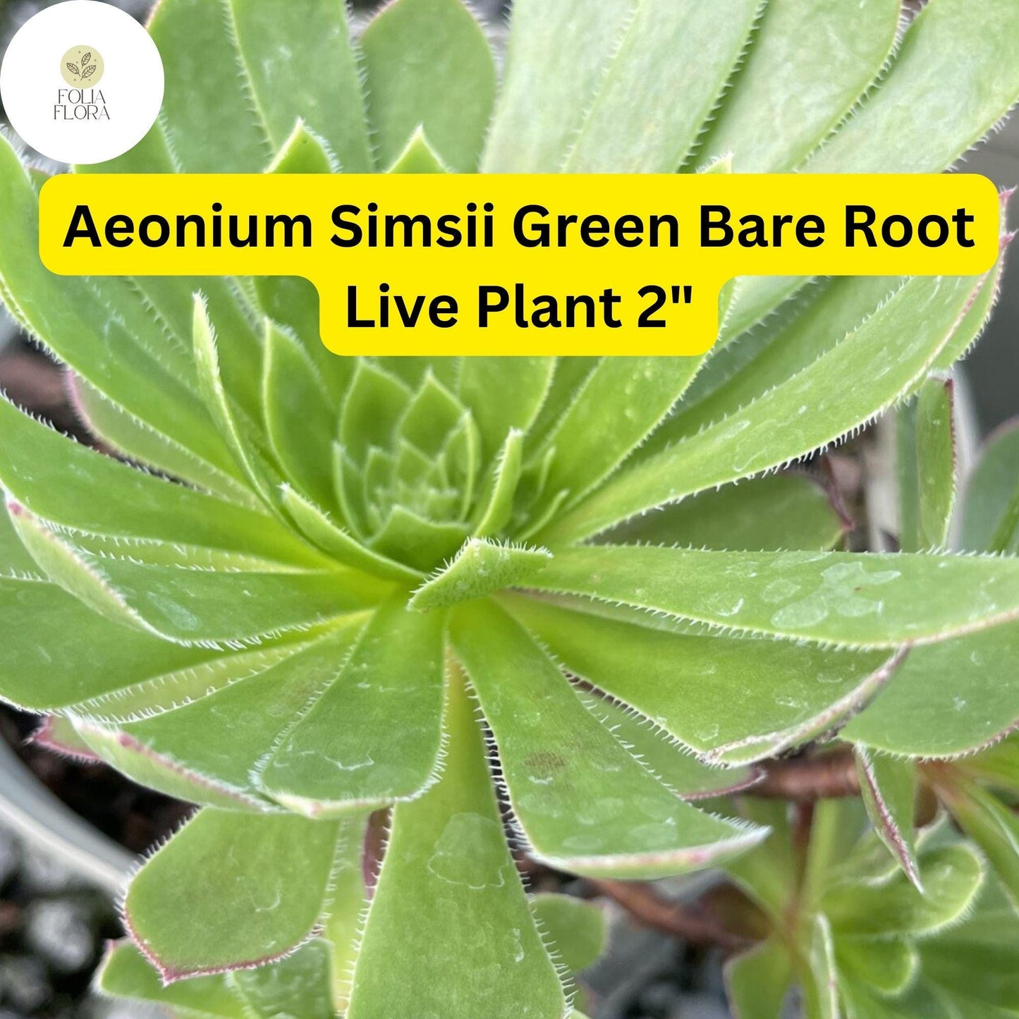 2" Bare Root Aeonium simsii ‘Green’ Live Succulent Plants | Drought-Tolerant, Rosette-Forming Houseplant