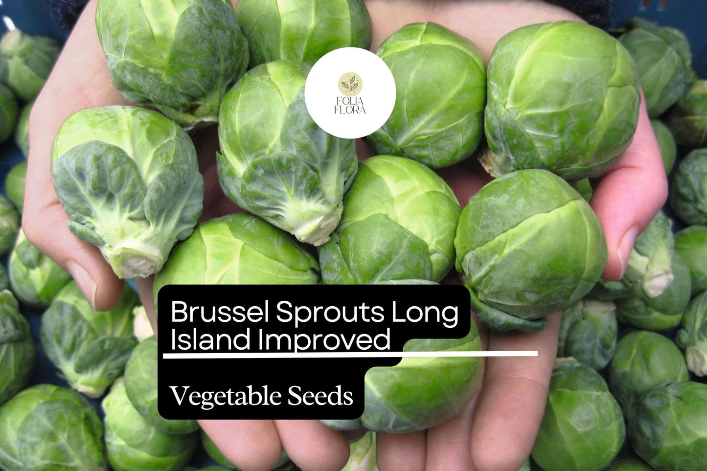 500+ Brussels Sprouts Seeds - Long Island Heirloom, Cold-Hardy, High-Yield Variety - Brassica oleracea