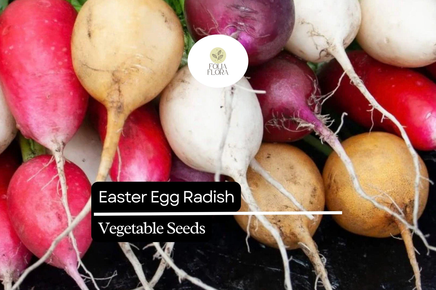 Easter Egg Radish Seeds - 500+ Heirloom Blend, Colorful Red, Pink, Purple, White, Fast-Growing (Raphanus sativus)