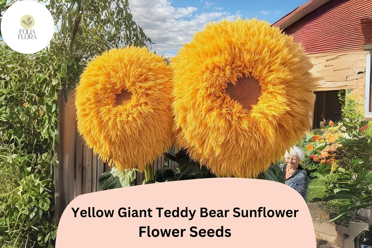 Giant Teddy Bear Sunflower Seeds, 50pcs, Yellow Blooms, Helianthus annuus 'Teddy Bear', Easy Grow, Pollinator-Friendly
