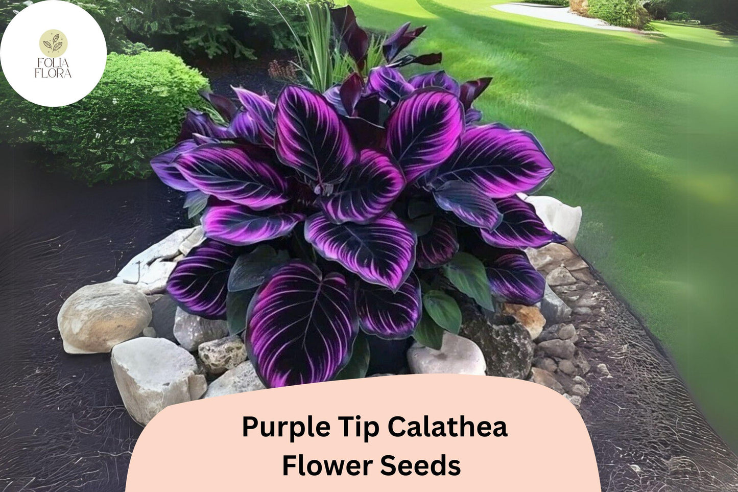 Purple Tip Calathea Seeds | 25+ Exotic Tropical Foliage Seeds | Calathea sp. | Air-Purifying Indoor Plant for Shade