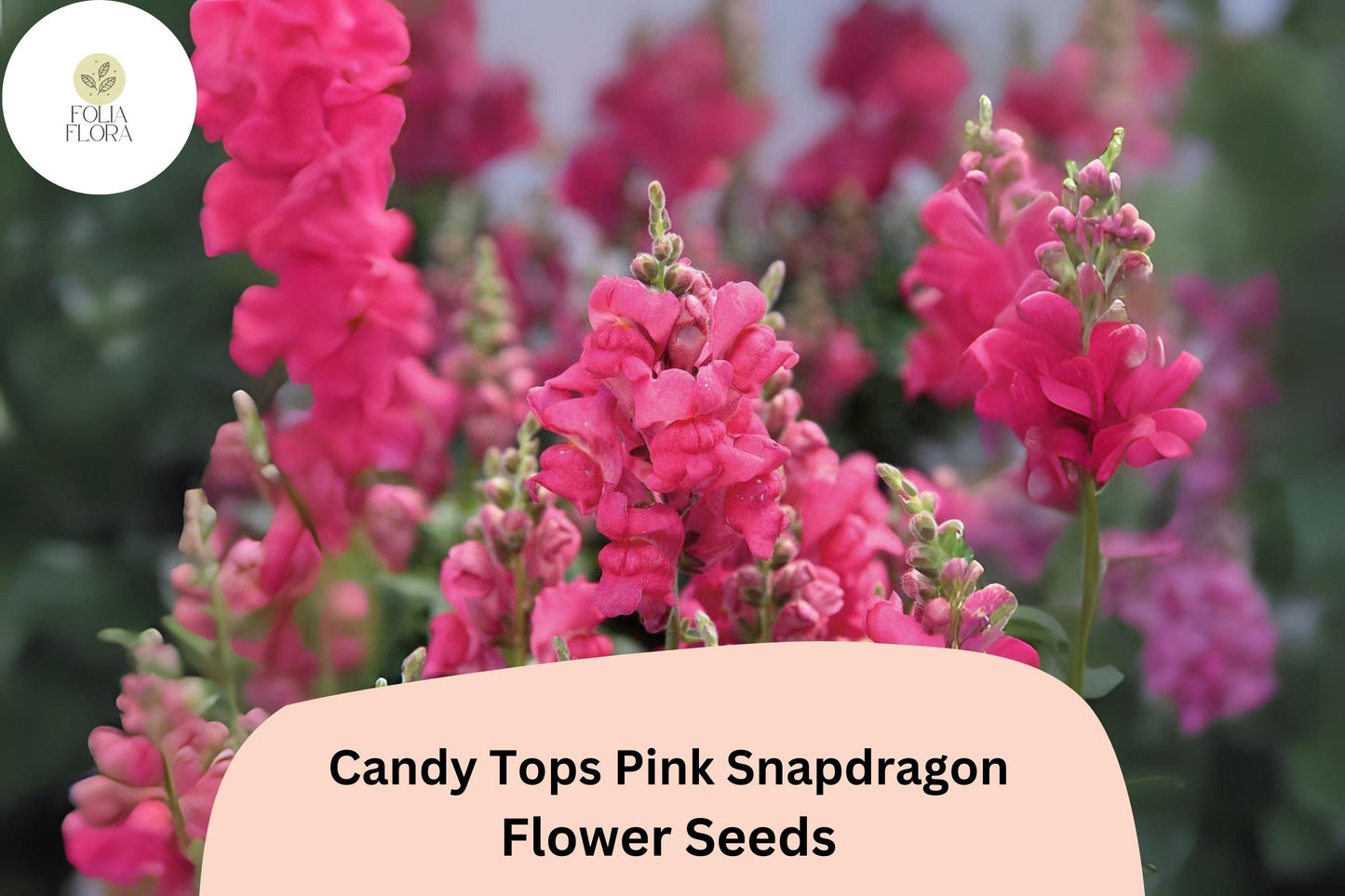 Pink Snapdragon Seeds - 1000+ Candy Tops Dwarf Antirrhinum majus - Compact, Pollinator-Friendly, Soft Pink Flowers for Gardens